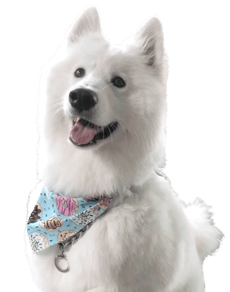 Goddard Strategies mascot dog representing loyalty, creativity, and strategic energy