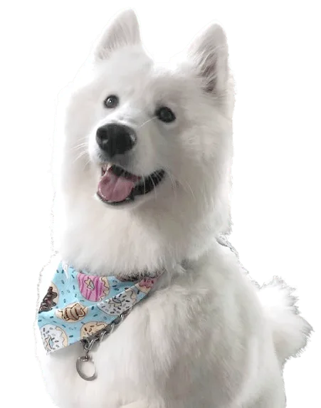 Goddard Strategies mascot dog representing loyalty, creativity, and strategic energy